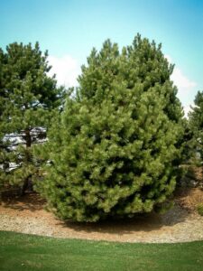 Сосна Чёрная (Pinus Nigra) купить по цене от 270.00р. в интернет-магазине «Посадика» с доставкой почтой в в Коряжмае и по всей России – [изображение №1].