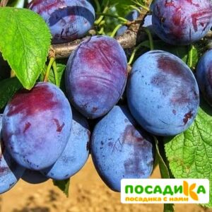 Слива Чачакская ранняя купить по цене от 229.00р. в интернет-магазине «Посадика» с доставкой почтой в в Коряжмае и по всей России – [изображение №1].