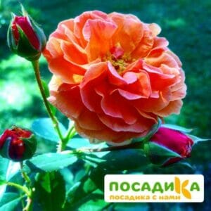 Роза Арабия купить по цене от 350.00р. в интернет-магазине «Посадика» с доставкой почтой в в Коряжмае и по всей России – [изображение №1].