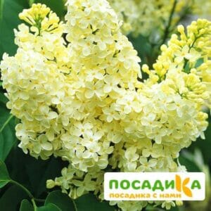 Сирень Примроуз (Primrose) купить по цене от 529.00р. в интернет-магазине «Посадика» с доставкой почтой в в Коряжмае и по всей России – [изображение №1].