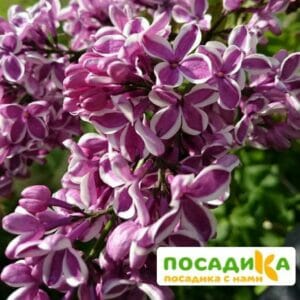 Сирень Сенсация купить по цене от 529.00р. в интернет-магазине «Посадика» с доставкой почтой в в Коряжмае и по всей России – [изображение №1].