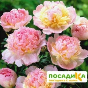 Пион Распберри Сандей (Paeonia Raspberry Sundae) купить по цене от 959р. в интернет-магазине «Посадика» с доставкой почтой в в Коряжмае и по всей России – [изображение №1].