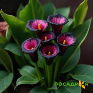 Калла Аура Лейс купить по цене от 400р. в интернет-магазине «Посадика» с доставкой почтой в в Коряжмае и по всей России – [изображение №1].