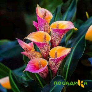 Калла Оникс купить по цене от 450р. в интернет-магазине «Посадика» с доставкой почтой в в Коряжмае и по всей России – [изображение №1].