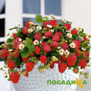 Клубника Рубиновый Шепот (горшечная) купить по цене от 240р. в интернет-магазине «Посадика» с доставкой почтой в в Коряжмае и по всей России – [изображение №1].