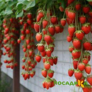 Клубника вьющаяся Комплимент купить по цене от 470р. в интернет-магазине «Посадика» с доставкой почтой в в Коряжмае и по всей России – [изображение №1].
