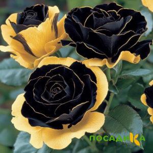 Роза Ханни Сикл купить по цене от 700р. в интернет-магазине «Посадика» с доставкой почтой в в Коряжмае и по всей России – [изображение №1].