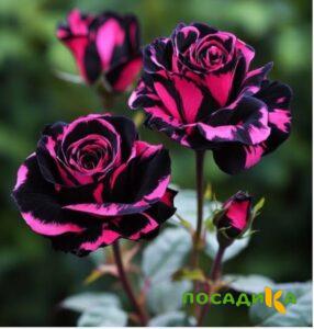 Роза Багровый Шепот купить по цене от 366р. в интернет-магазине «Посадика» с доставкой почтой в в Коряжмае и по всей России – [изображение №1].