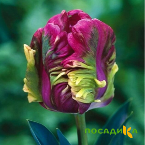 Тюльпан Экзотик Хэвен купить по цене от 186р. в интернет-магазине «Посадика» с доставкой почтой в в Коряжмае и по всей России – [изображение №1].